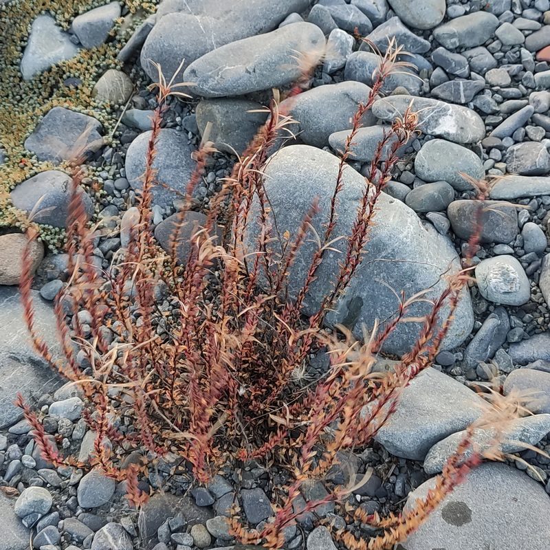 Epilobium melanocaulon, photographed by Jenny Saito