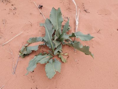 Rumex hymenosepalus, photographed by Craig Martin