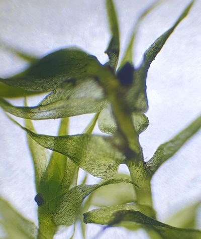 Hygroamblystegium humile, photographed by Jonathan Hughes