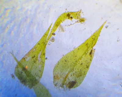 Hygroamblystegium humile, photographed by Jonathan Hughes