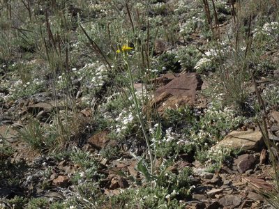 Crepis intermedia, photographed by Jim Morefield