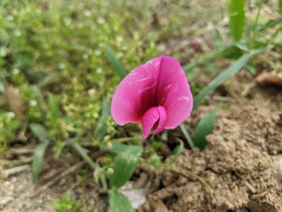 Lathyrus tingitanus, photographed by Katarzyna Żarnowiec