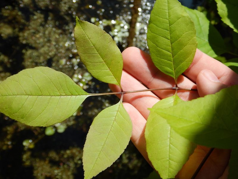 Fraxinus caroliniana, photographed by Ryan Watson