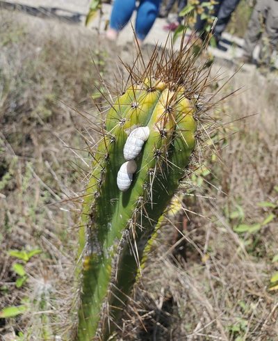 Pilosocereus armatus, photographed by Bennett Grappone
