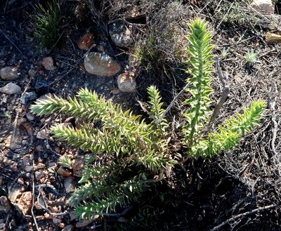 Oedera speciosa, photographed by Di Turner