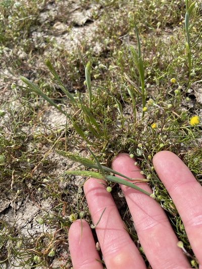 Alopecurus saccatus, photographed by crothfels