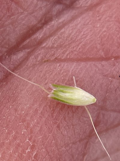 Alopecurus saccatus, photographed by crothfels