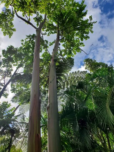 Eucalyptus deglupta, photographed by Bennett Grappone