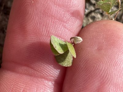 Marsilea vestita, photographed by crothfels