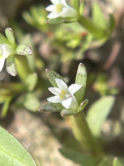 Downingia pusilla, photographed by crothfels