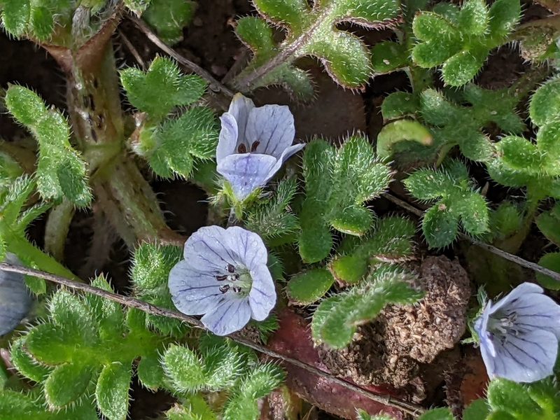 Nemophila pedunculata, photographed by David Anderson