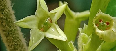 Cestrum tomentosum, photographed by Ángela María Gómez M