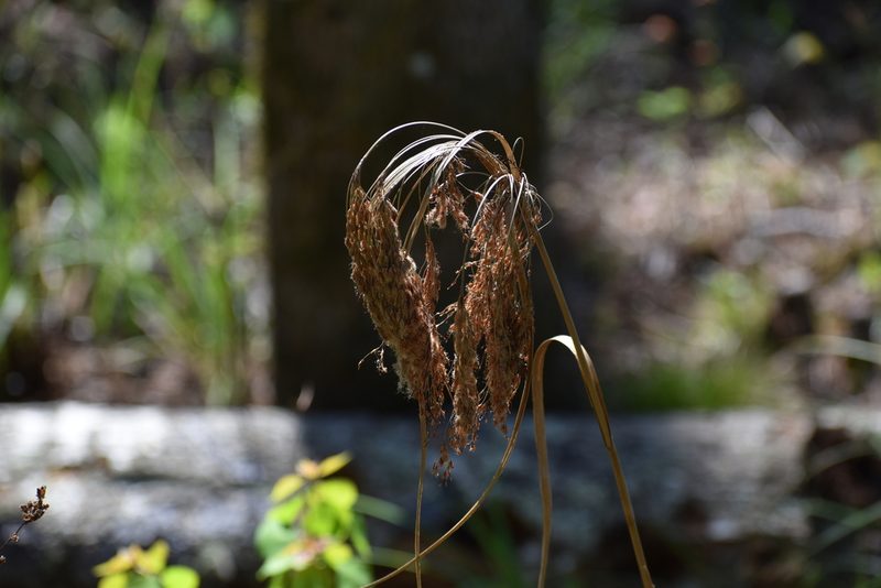 Scirpus cyperinus, photographed by Ryan Watson