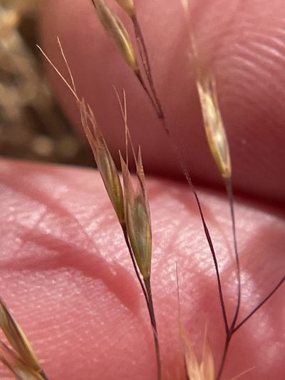 Deschampsia danthonioides, photographed by crothfels