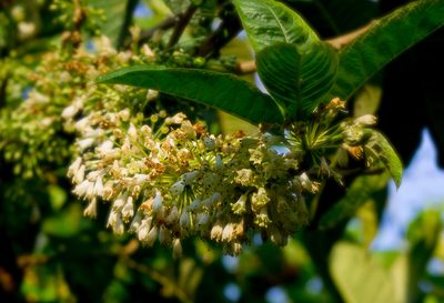 Iochroma arborescens, photographed by Daniel Hincapie