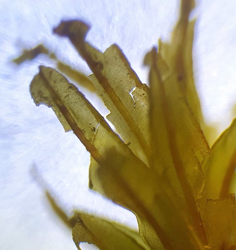 Dialytrichia saxicola, photographed by Jonathan Hughes