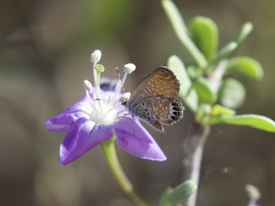 Lycium carolinianum, photographed by RJ Baltierra