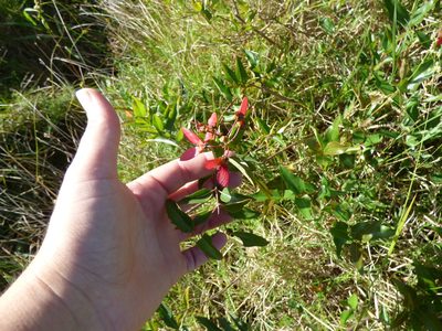 Heteropterys glabra, photographed by María Zeta