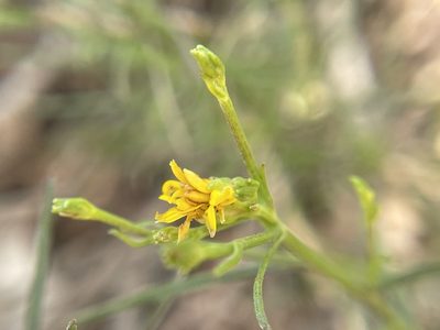 Gutierrezia californica, photographed by Daniel Das