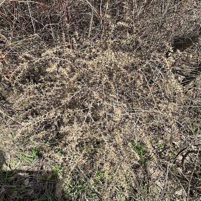 Salsola kali, photographed by Daryl Nolan