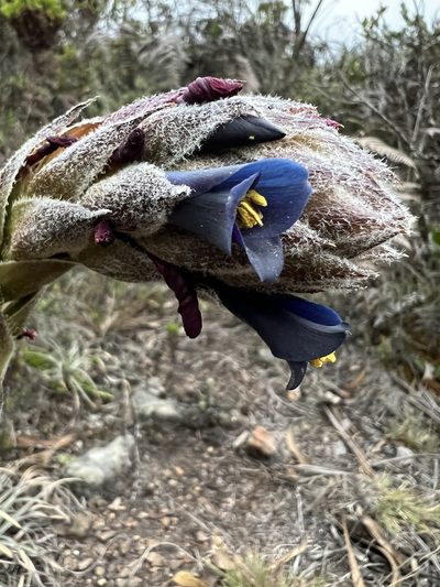 Puya lineata, photographed by Nicolás Baresch Uribe