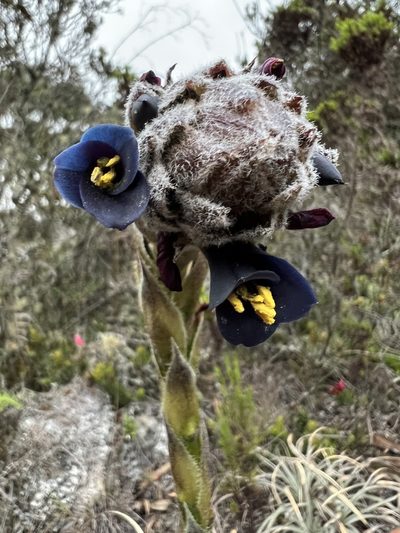 Puya lineata, photographed by Nicolás Baresch Uribe