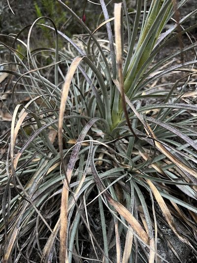 Puya lineata, photographed by Nicolás Baresch Uribe
