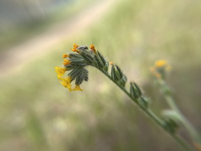 Amsinckia menziesii, photographed by Daniel Das