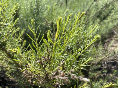 Ericameria palmeri