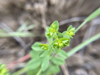 Euphorbia spathulata, photographed by Daniel Das
