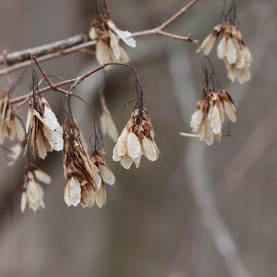 Acer tataricum, photographed by Mark Apgar