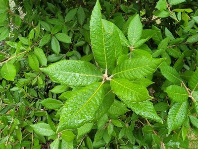 Notholithocarpus densiflorus, photographed by Theo Summer