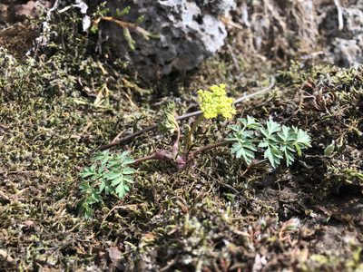 Lomatium martindalei, photographed by Kieran Hanrahan