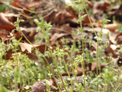 Cerastium brachypetalum, photographed by Yann Kemper