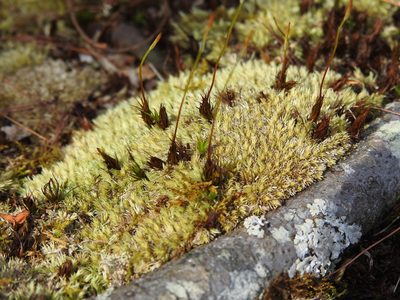 Leucobryum albidum, photographed by Yann Kemper