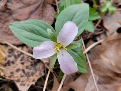 Trillium nivale, photographed by Elias