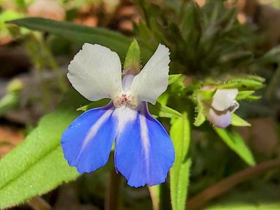 Collinsia verna, photographed by Elias