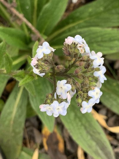 Moritzia lindenii, photographed by Line Juul Nielsen