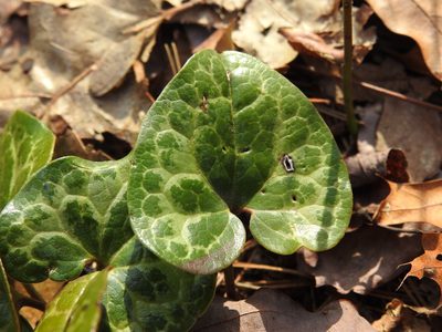 Asarum minus, photographed by Yann Kemper