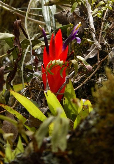 Tillandsia multicaulis, photographed by desertnaturalist