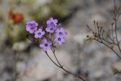 Gilia cana, photographed by Jay Pruett