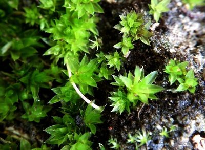 Rosulabryum donianum, photographed by George Greiff