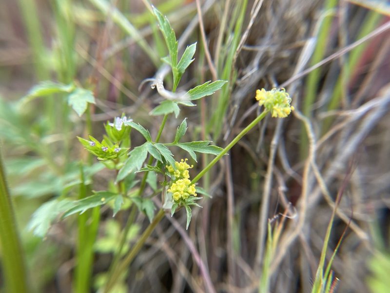 Sanicula bipinnata, photographed by Daniel Das