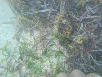 Thalassia testudinum, photographed by Abby Darrah