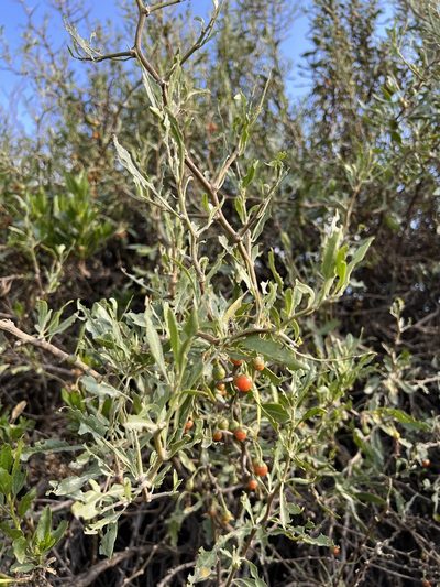 Dunalia spinosa, photographed by nmoorhatch