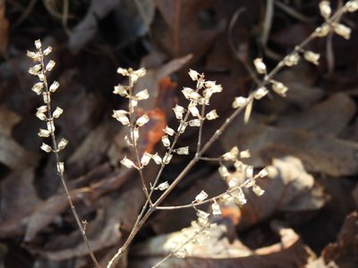 Perilla frutescens, photographed by Yann Kemper