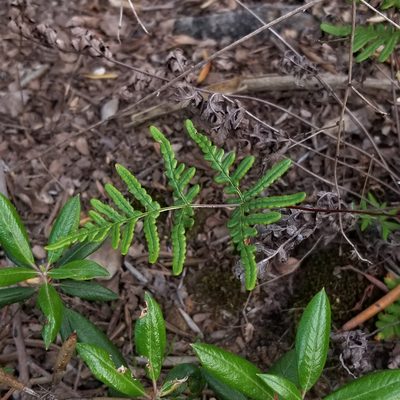 Pentagramma viscosa, photographed by James C. Davis