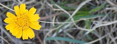 Tetraneuris scaposa