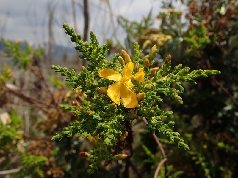 Hypericum laricifolium, photographed by Nolan Exe