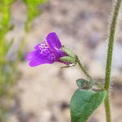 Sairocarpus nuttallianus, photographed by James C. Davis